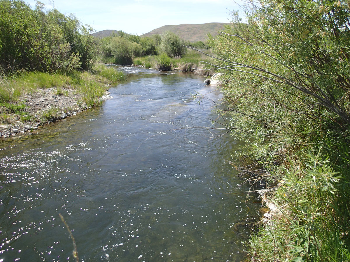 Crystal Creek two years post-restoration showing constructed channel with toe wood along streambank and the vegetation response