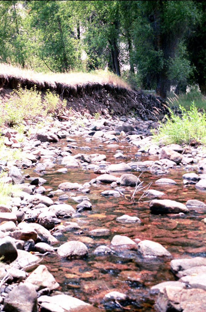 Roaring Fork of Little Snake River prior to restoration showing entrenched F4 stream type with eroding banks