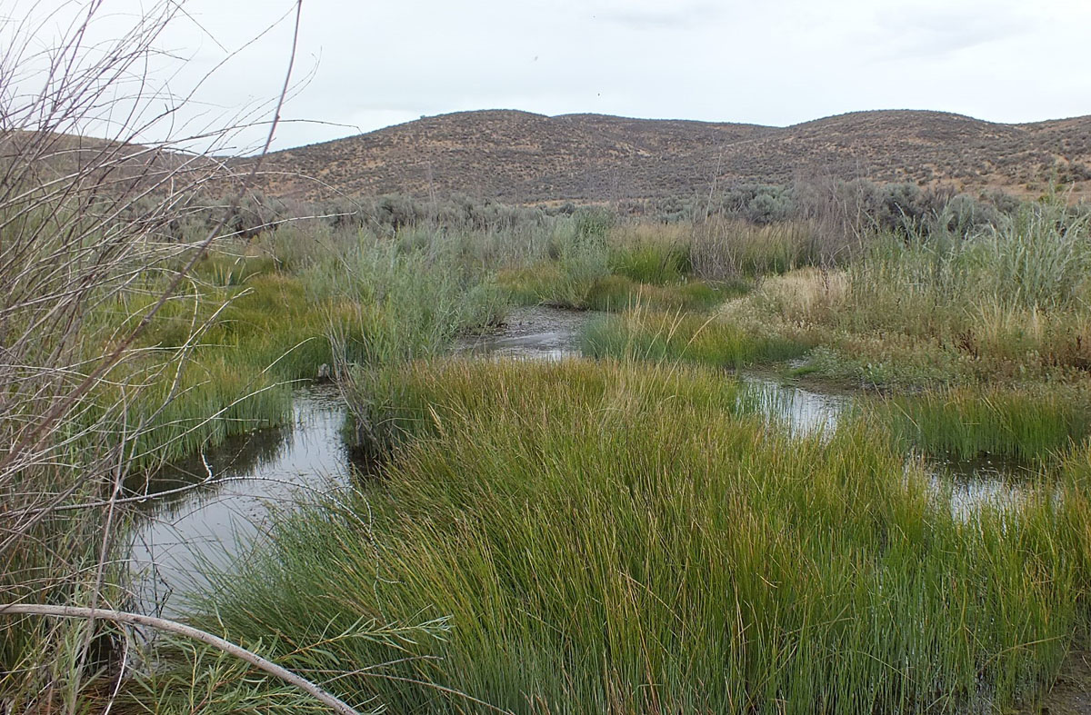Maggie Creek in 2014, 23 years following restoration, showing wetlands and excellent riparian rebound (photo courtesy of Barry Southerland)