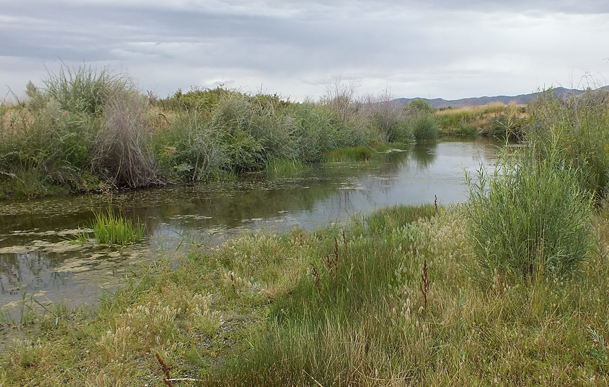 Maggie Creek in 2014, 23 years following restoration, showing wetlands and excellent riparian rebound (photo courtesy of Barry Southerland)