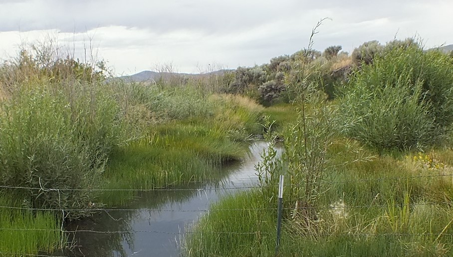 Maggie Creek in 2014, 23 years after construction depicting an E stream type, reconnection to the floodplain, and excellent reestablishment of the riparian community